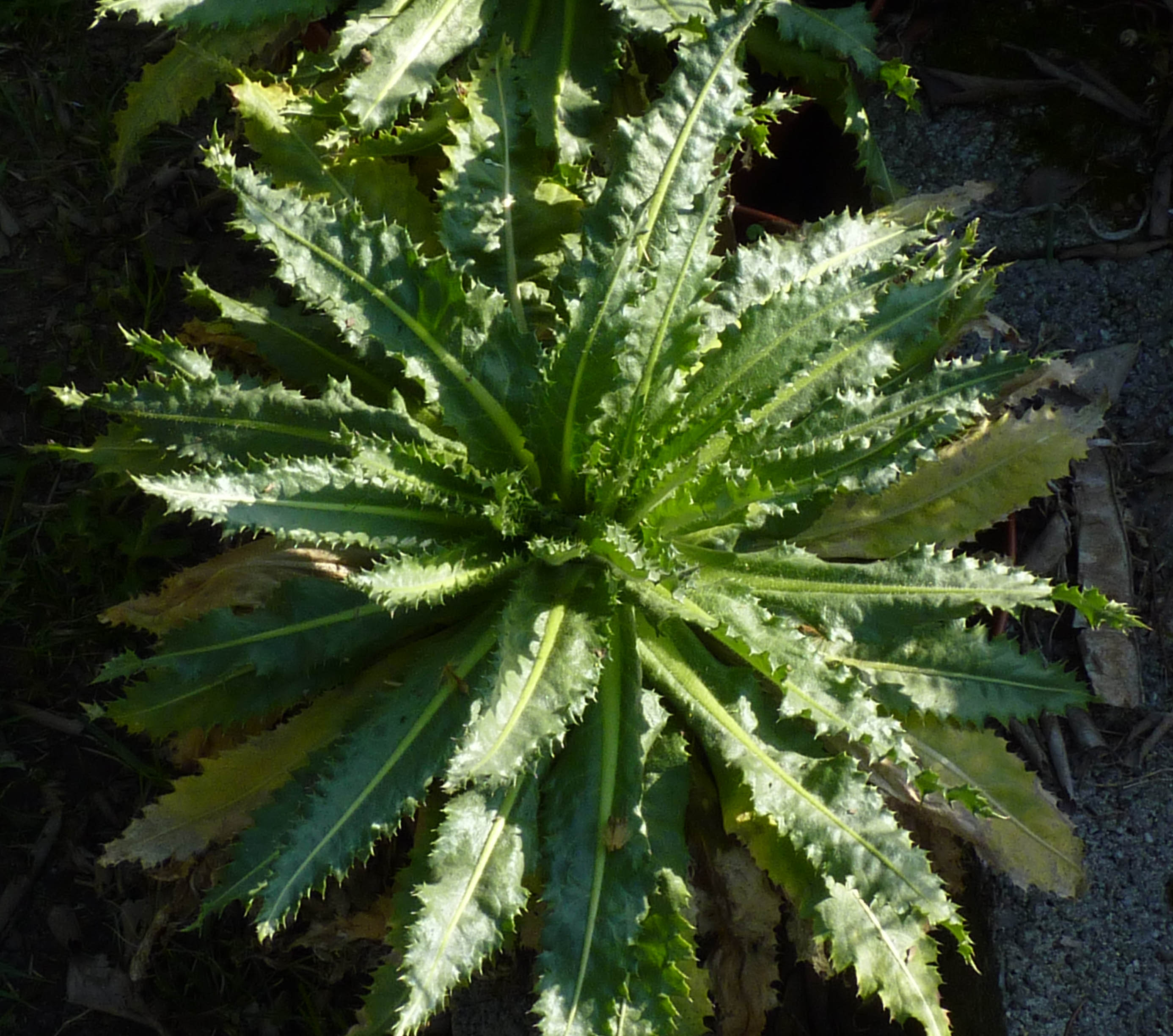 Perezia multiflora en fleurs dans les pelouses d'altitude des Andes